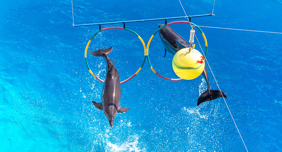 Dolphin Show Tours in Sharm El Sheikh